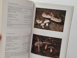 Setas de Menorca TONI ESCANDELL SALOM / JORDI ESCANDELL SEGUI