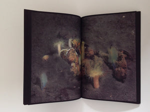 ELSPETH DIDERIX - When Red Disappears
