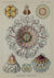 Ernst Haeckel, Kunstformen der Natur. Tafel 38  Peromedusae