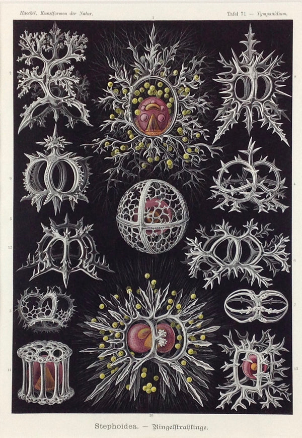 Ernst Haeckel (1834 - 1919), Kunstformen der Natur  Tafel 71  Stephoidea