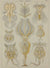 Ernst Haeckel (1834 - 1919), Kunstformen der Natur.  Tafel 16  Rotaria