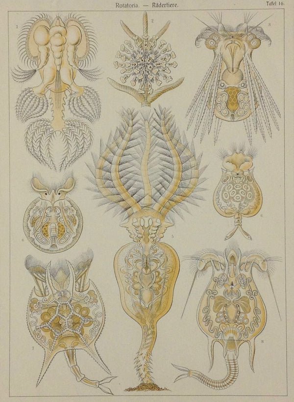 Ernst Haeckel (1834 - 1919), Kunstformen der Natur.  Tafel 16  Rotaria