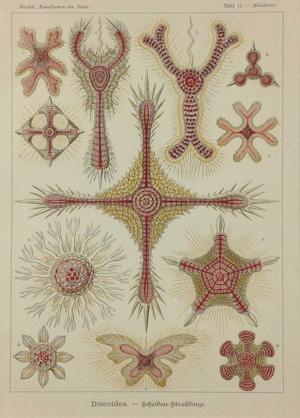Ernst Haeckel (1834 - 1919), Kunstformen der Natur.  Tafel 11  Discoidea