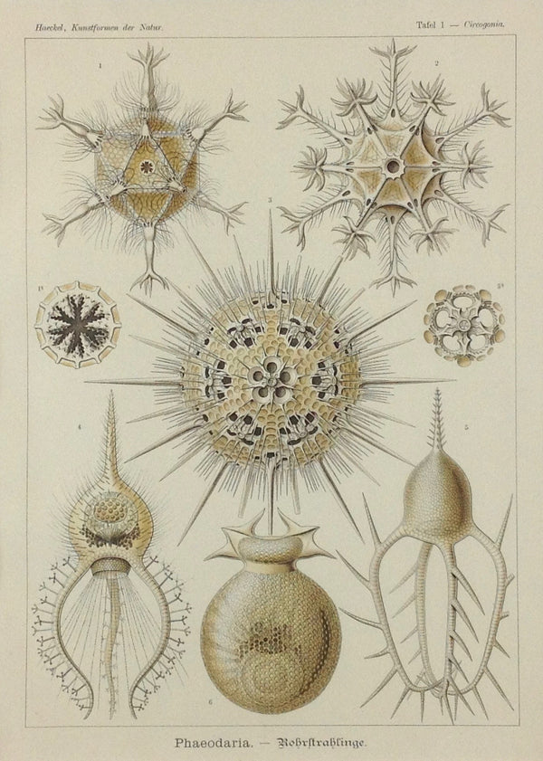 Ernst Haeckel (1834 - 1919), Kunstformen der Natur.    Tafel 1  Phaeodaria