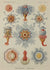 Ernst Haeckel (1834 - 1919), Kunstformen der Natur.    Tafel 17  Siphonophorae