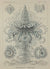 Ernst Haeckel , Kunstformen der Natur.    Tafel 37  Siphonophorae