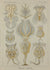 Ernst Haeckel, Kunstformen der Natur.    Tafel 32  Rotatoria