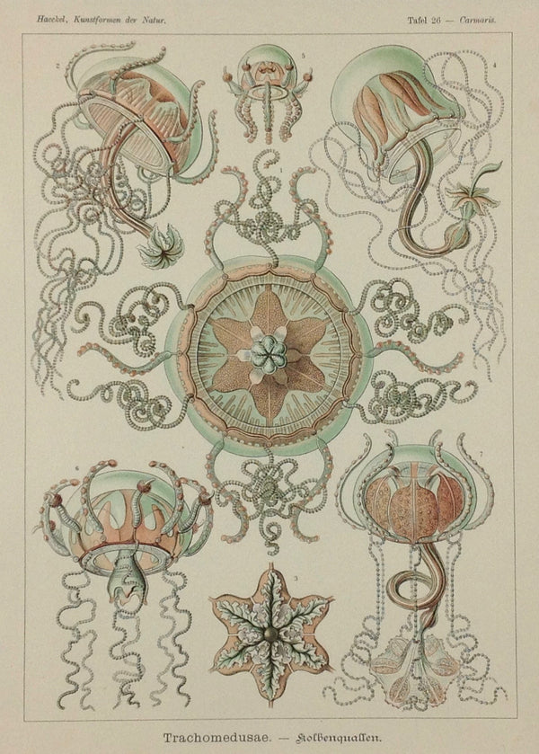 Ernst Haeckel, Kunstformen der Natur.    Tafel 26  Trachomedusae