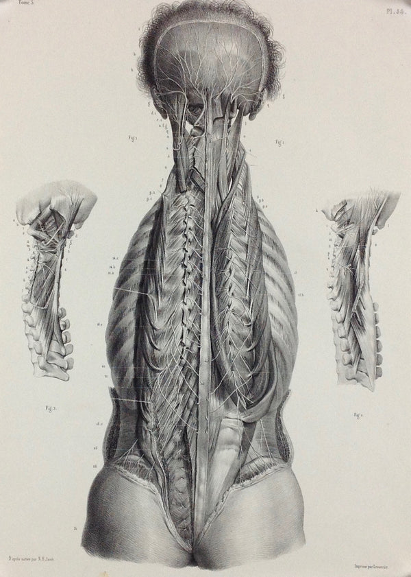 L'Anatomie de L'Homme , Nerfs Musculair Profonds du Dos