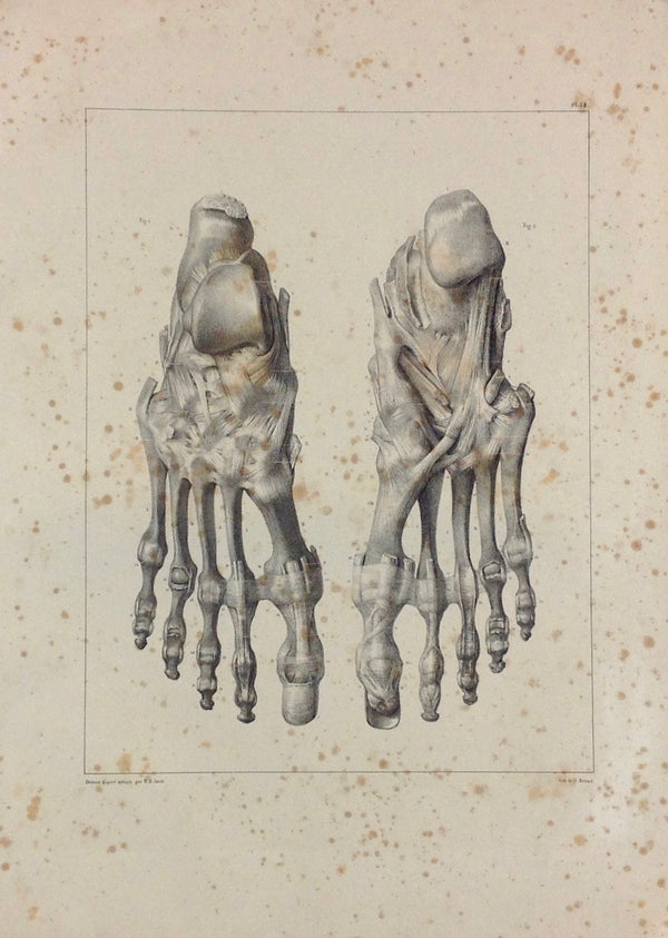 J.M. Bourgery, N.H. Jacob  L'Anatomie de L'Homme, Ligaments du Pied