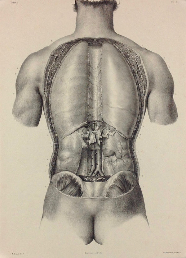 L'Anatomie de L'Homme, Enveloppes Viscérales