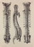J.M. Bourgery, N.H. Jacob  L'Anatomie de L'Homme, Veines du Rachis