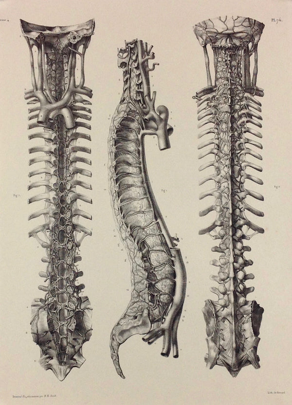 J.M. Bourgery, N.H. Jacob  L'Anatomie de L'Homme, Veines du Rachis
