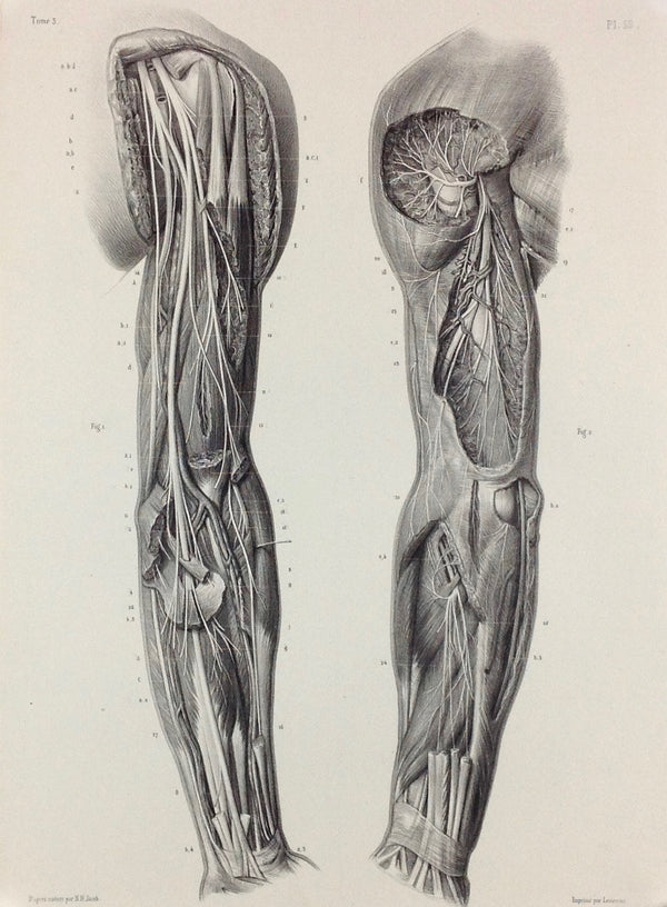 J.M. Bourgery, N.H. Jacob  L'Anatomie de L'Homme, Nerfs Cutanés du Membre Thoracique