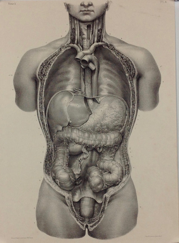 L'Anatomie de L'Homme, Enveloppes Viscérales