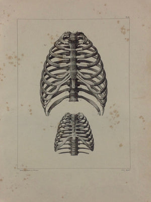 L'Anatomie de L'Homme, 4 lithographs