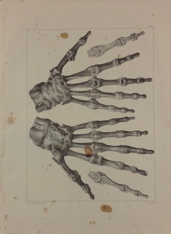 L'Anatomie de L'Homme, Articulations de la Main