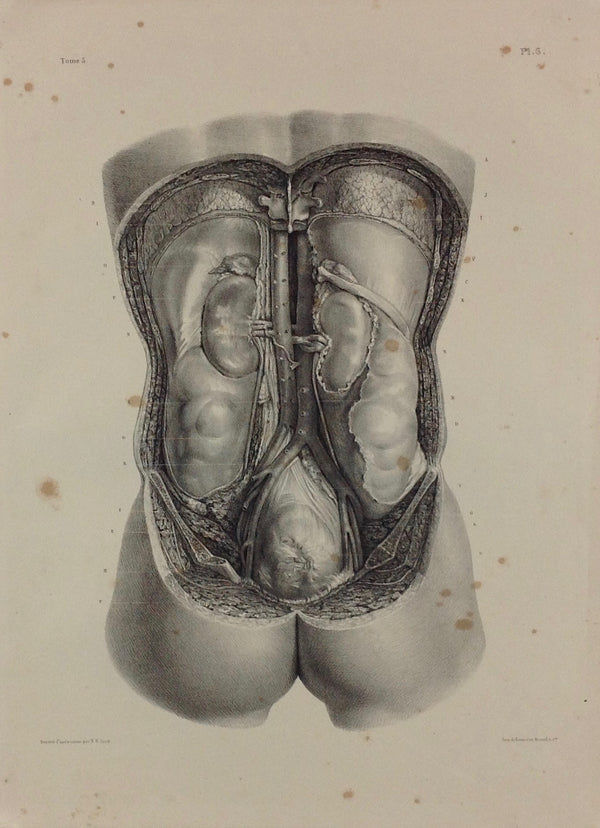 L'Anatomie de L'Homme, Enveloppes Viscérales de la Cavité Abdominale