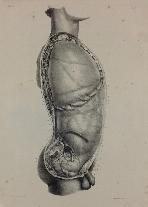 L'Anatomie de L'Homme, Enveloppes Viscérales de Cavités Thoracique et Abdominable