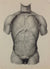 J.M. Bourgery, N.H. Jacob  L'Anatomie de L'Homme, Poumons