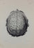 L'Anatomie de L'Homme, Cerveaux