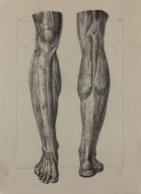 L'Anatomie de L'Homme, Artères Sous-Cutanées