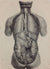 L'Anatomie de L'Homme, Ensemble des viscères des cavités thoraciques et abdominale