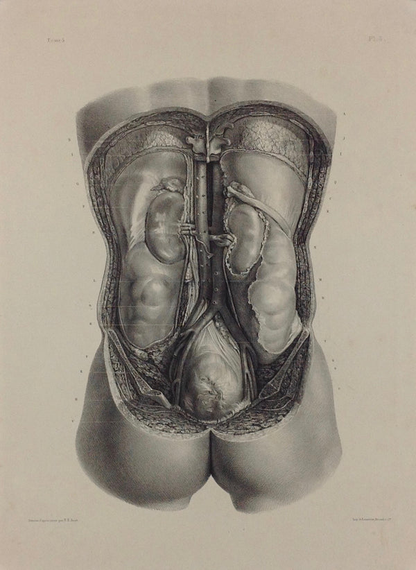 L'Anatomie de L'Homme, Enveloppe viscérales de la cavité abdominale