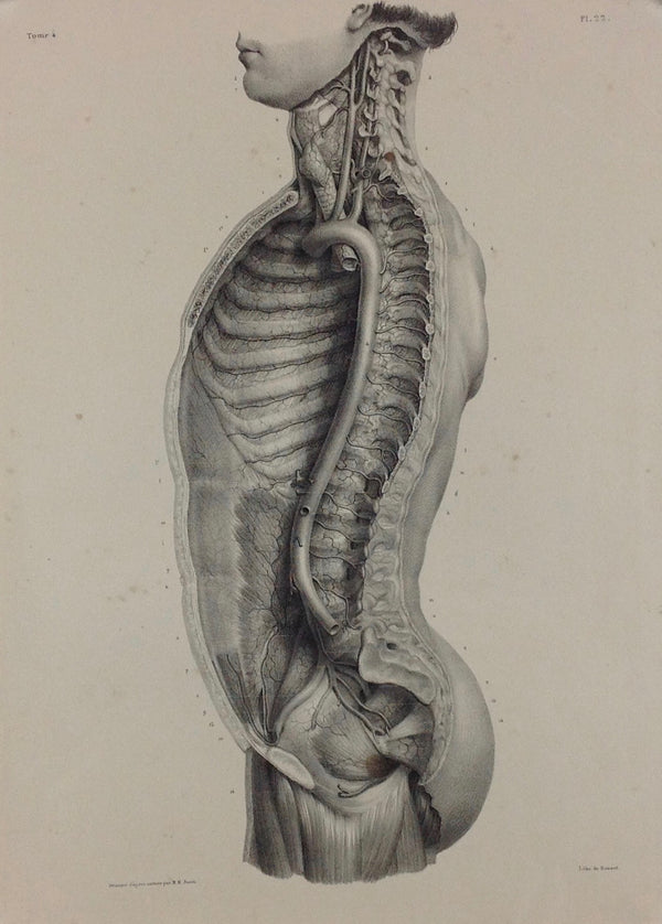 L'Anatomie de L'Homme, Ensembles des artères fournies par l'aorte