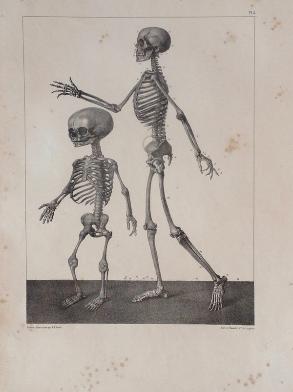 L'Anatomie de L'Homme,  Deux squelettes