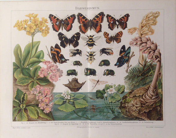 Original Chromo Lithographie, Darwinismus