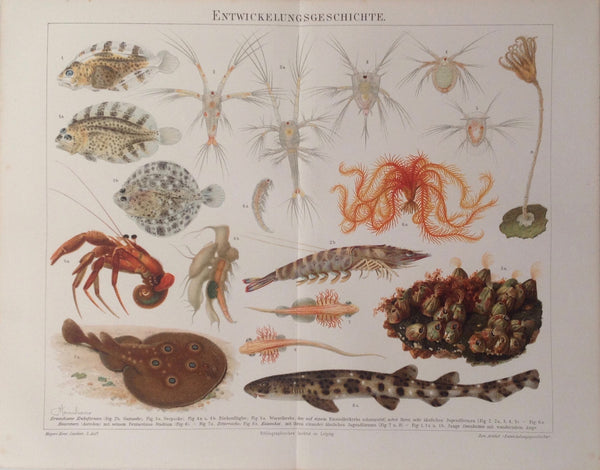 Original Chromo Lithographie, Entwickelungsgeschichte