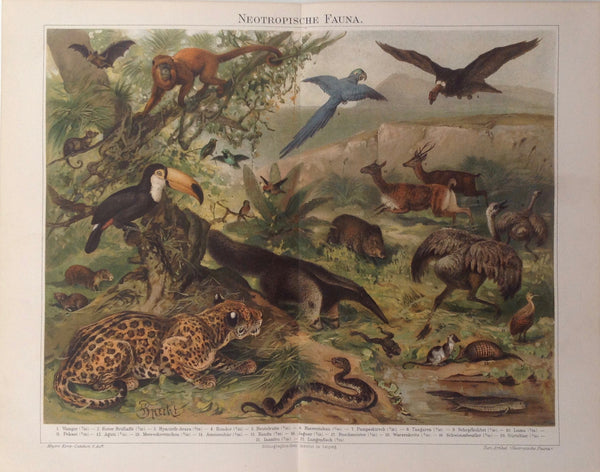 Original Chromo Lithografie, Neotropische Fauna