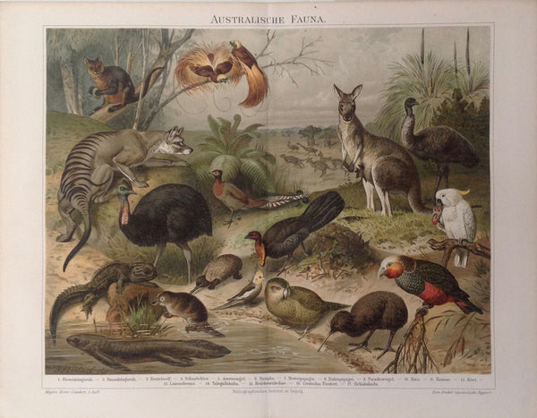 Original Chromo Lithografie, Australische Fauna