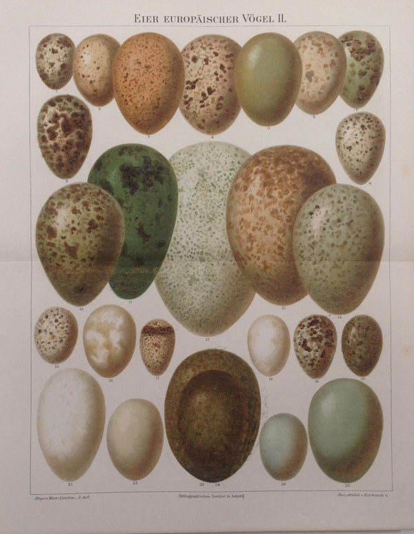 Original Chromo Lithografie, Eier Europäischer Vögel II