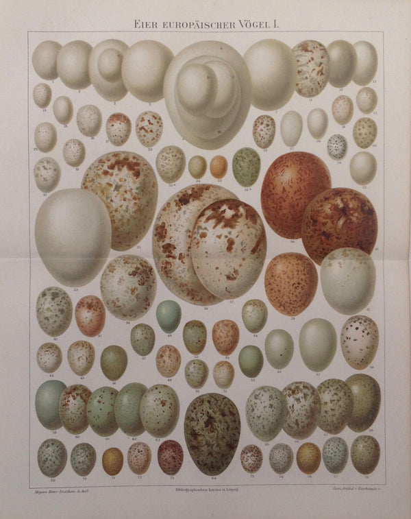 Original Chromo Lithografie, Eier Europäischer Vögel I