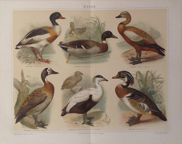 Original Chromo Lithografie, Enten