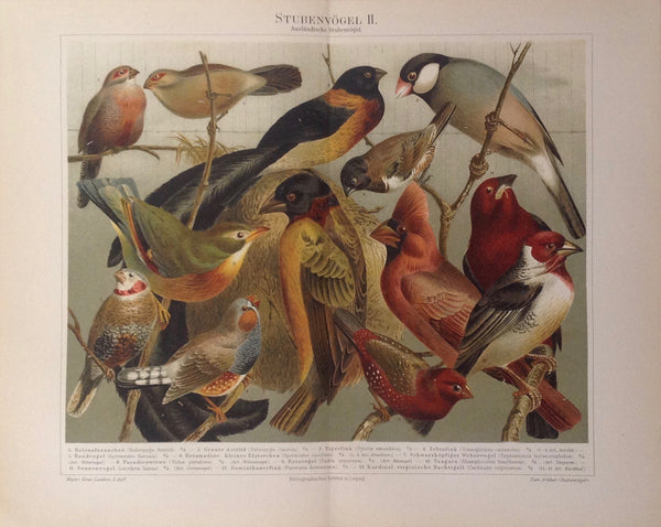 Original Chromo Lithografie, Stubenvögel II