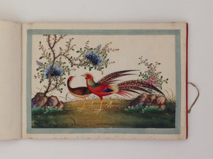 Chinese export album with 12 gouaches of birds on pith paper.