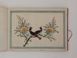 Chinese export album with 12 gouaches of birds on pith paper.Chinese Export Album with a complete set of 12 coloured gouaches (image size 290 x 180 Mm) of birds on pith paper, in original silk binding, China ca. 1850, oblong