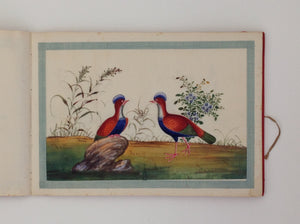 Chinese export album with 12 gouaches of birds on pith paper.