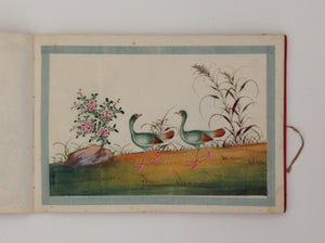 Chinese export album with 12 gouaches of birds on pith paper.