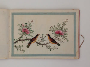 Chinese export album with 12 gouaches of birds on pith paper.