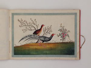 Chinese export album with 12 gouaches of birds on pith paper.